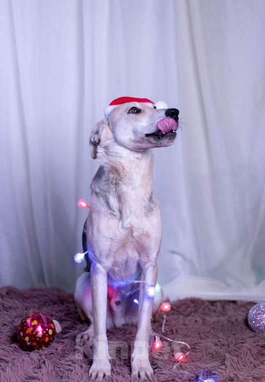 Собаки в других городах Московской области: Барри мальчик Мальчик, Бесплатно - фото 9