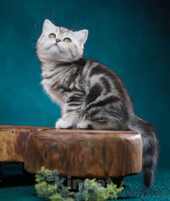 Кошки в Барнауле: Кошечка - страйт Тринити🧡 Девочка, Бесплатно - фото 9