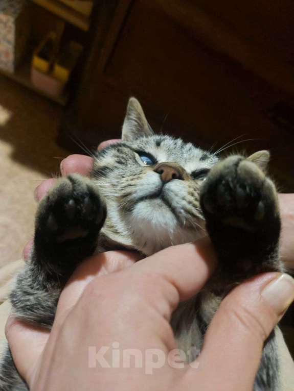 Кошки в других городах Московской области: Космическая одноглазая кошка (котенок) Девочка, 1 руб. - фото 3