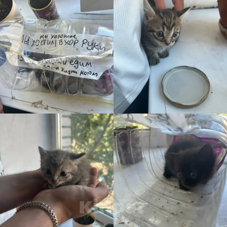 Кошки в Красногорске: Котенок девочка Оливка 1,5 месяца ищет дом Девочка, 100 руб. - фото 7