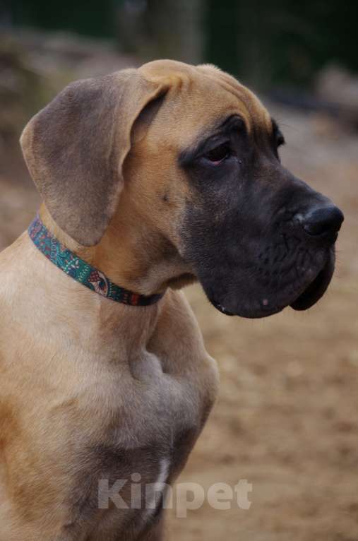 Собаки в других городах Приморского края: Щенок немецкого дога. Кобель Мальчик, Бесплатно - фото 3