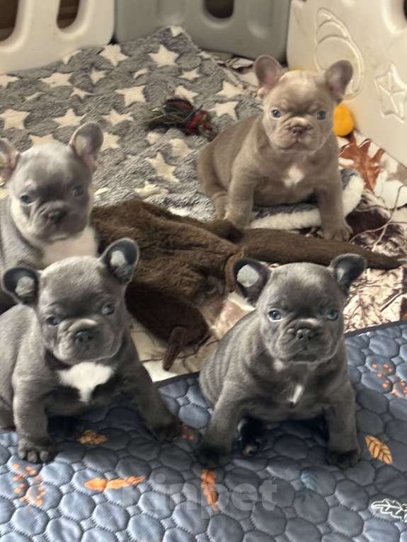 Собаки в других городах Московской области: Щенки французского бульдог  Мальчик, 65 000 руб. - фото 4