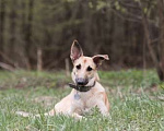 Собаки в Подольске: Керри  ищет семью! Девочка, Бесплатно - фото 2