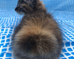 Кошки в Зеленограде: Продам котенка, 12 000 руб. - фото 1