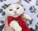 Кошки в других городах Московской области: Трехцветная кошка Горошина ищет дом  Девочка, Бесплатно - фото 5