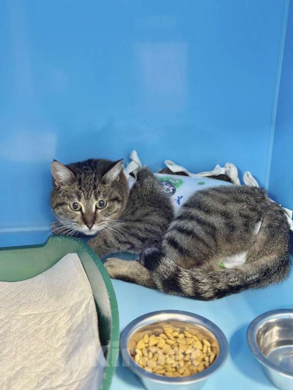 Кошки в Москве: Смешная кошка-мем Эмилия  Девочка, Бесплатно - фото 3