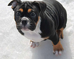 Собаки в других городах Воронежской области: Девочка староанглийский бульдог Девочка, 80 000 руб. - фото 1