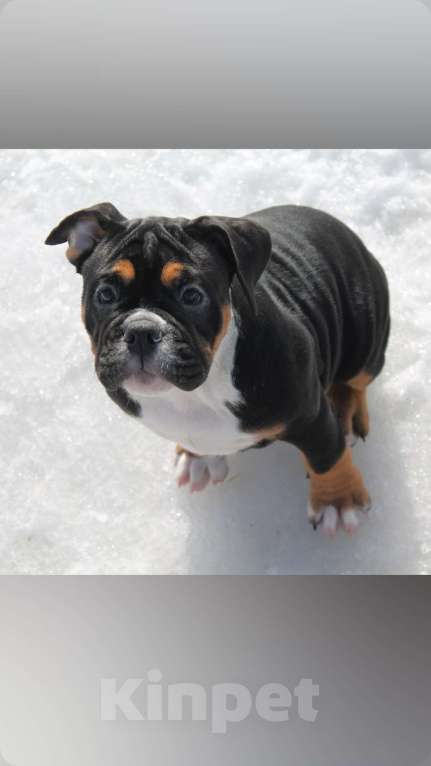 Собаки в других городах Воронежской области: Девочка староанглийский бульдог Девочка, 80 000 руб. - фото 1