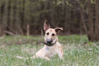 Собаки в Подольске: Керри  ищет семью! Девочка, Бесплатно - фото 2