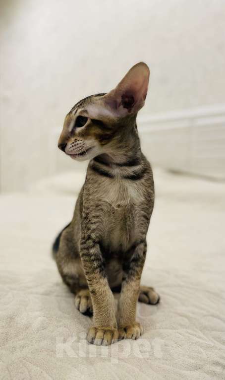 Кошки в Москве: Амур Мальчик, 50 000 руб. - фото 2