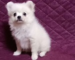 Собаки в Москве: Белоснежный малыш Мальчик, 25 000 руб. - фото 2