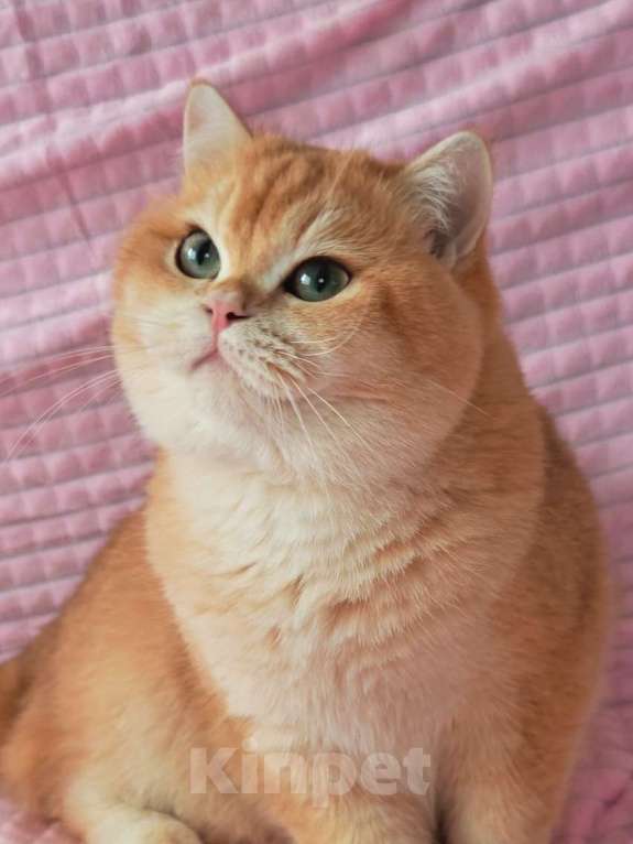 Кошки в Москве: Золотая шиншилла  Мальчик, 90 000 руб. - фото 6