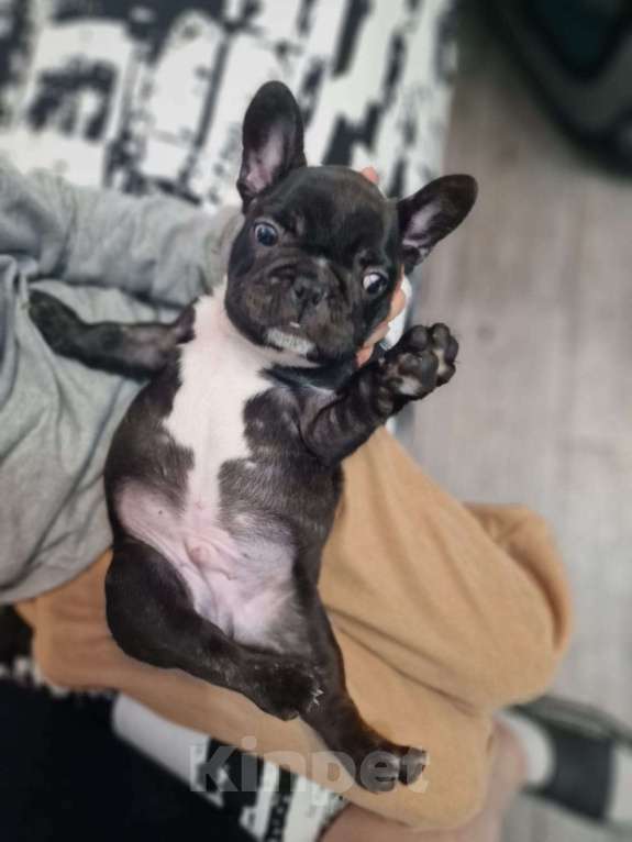 Собаки в Минеральном Воде: Щенок французского бульдога Мальчик, 20 000 руб. - фото 4