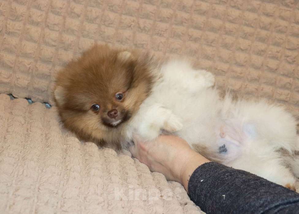 Собаки в Москве: Супер мальчик- Огонёк Мальчик, 55 000 руб. - фото 10