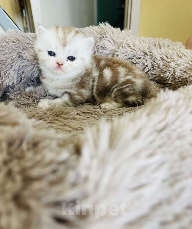 Кошки в Москве: Шотландские чистокровные Fold и Straight Разнополые, 13 000 руб. - фото 5