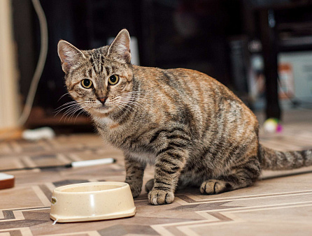 Тигруша ищет теплый дом и доброе сердце