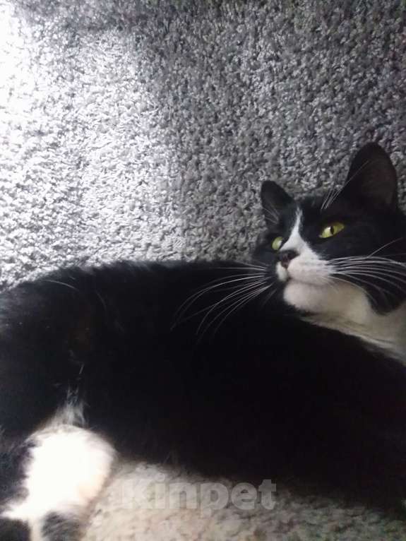 Кошки в Санкт-Петербурге: Очень нужна помощь-дом или передержка для кошечки Луны Девочка, Бесплатно - фото 8