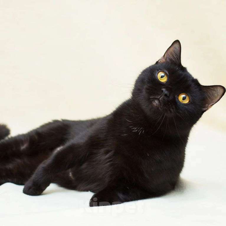 Кошки в Москве: Валиде, жертва человеческой жестокости Девочка, Бесплатно - фото 3