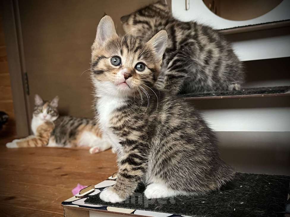 Кошки в других городах Московской области: Samsara Мальчик, 40 000 руб. - фото 1