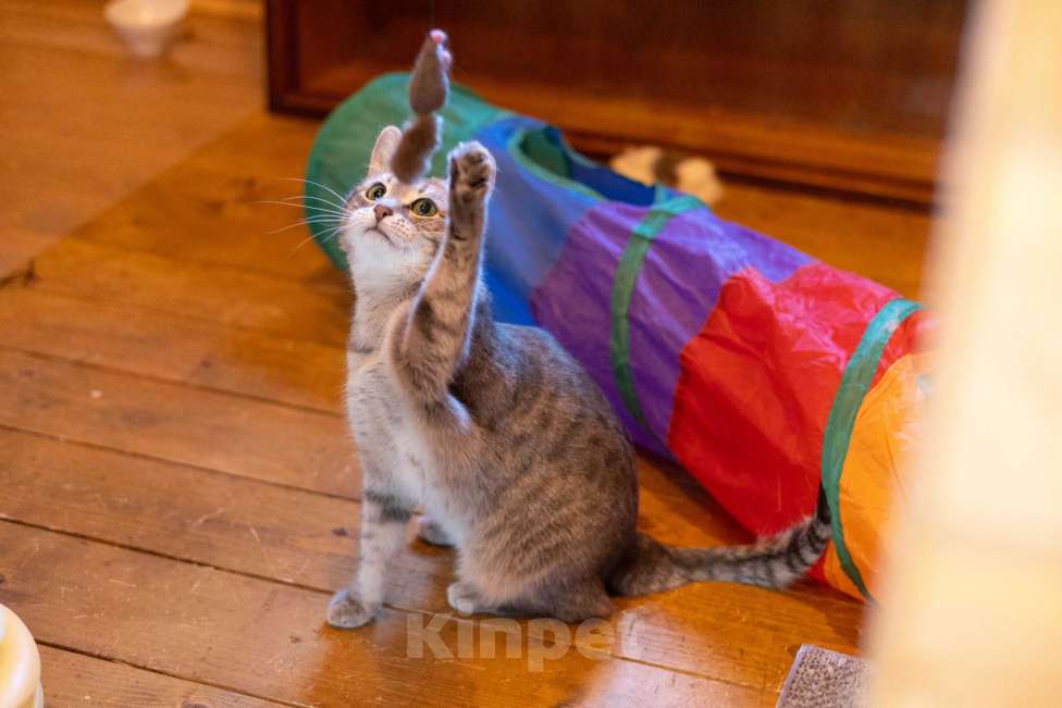 Кошки в Москве: Лапочка ищет дом! Девочка, Бесплатно - фото 9