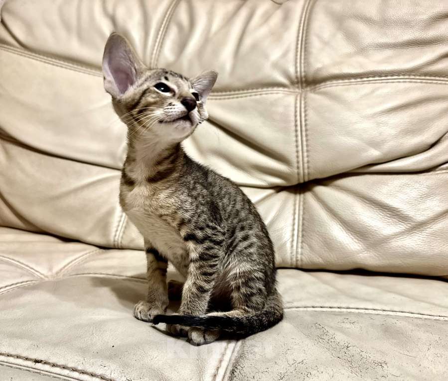 Кошки в Клине: Кот Ориентальной породы приглашает кошку для вязки Мальчик, 1 руб. - фото 6