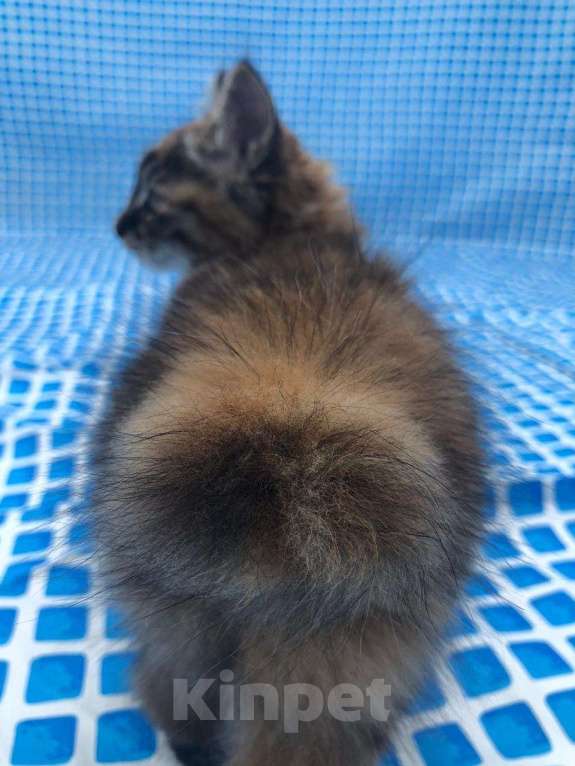 Кошки в Зеленограде: Продам котенка, 12 000 руб. - фото 1