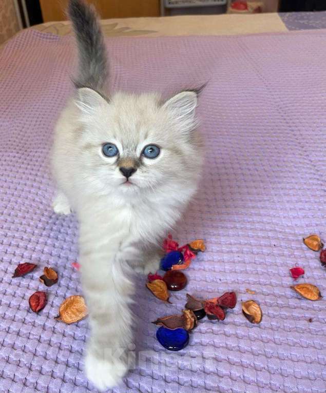 Кошки в Москве: Веселые клубные котята Мальчик, 40 000 руб. - фото 1