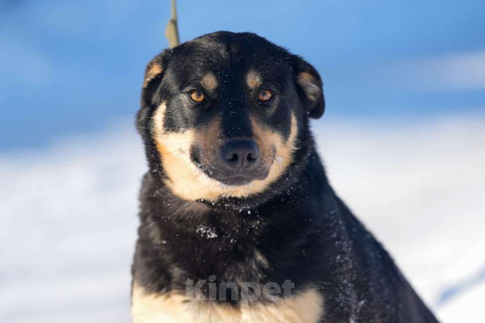 Собаки в Подольске: Кейт очень нужен дом  Девочка, Бесплатно - фото 2