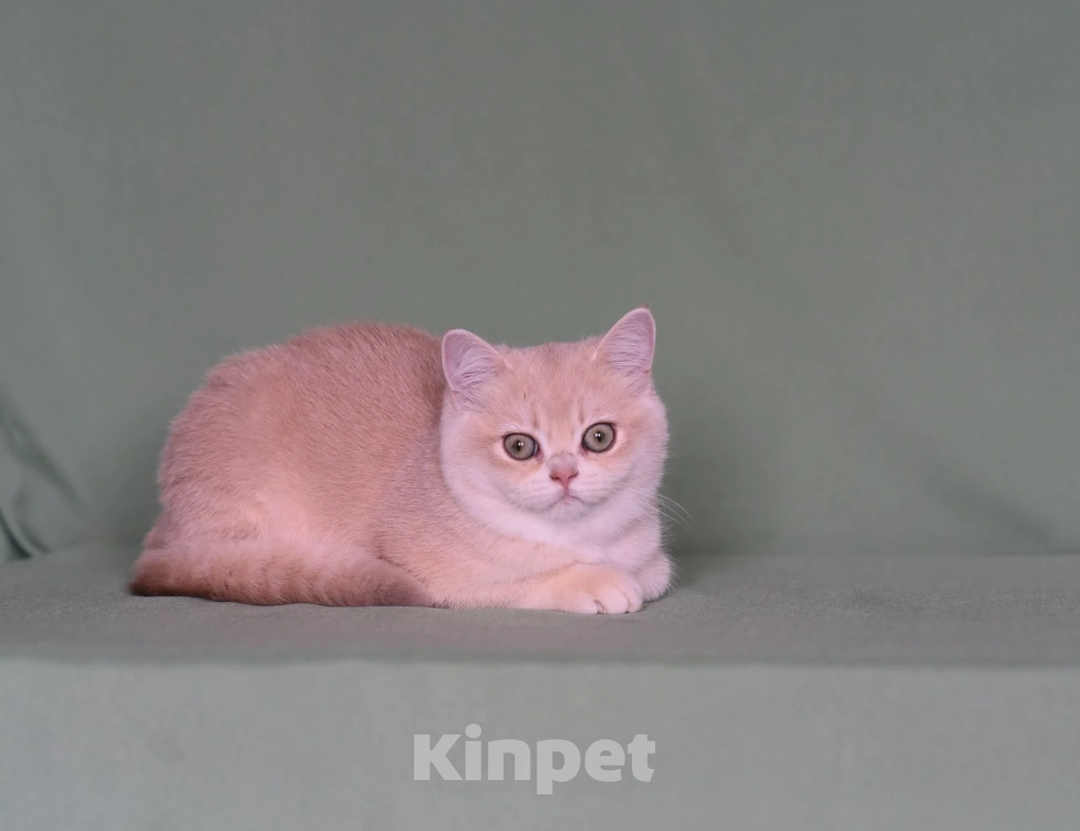Кошки в Самаре: Кошечка Девочка, 150 000 руб. - фото 1