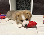Собаки в Гвардейске: Щенки вельш-корги пемброк Мальчик, 85 000 руб. - фото 2