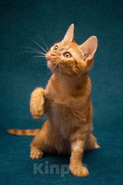 Кошки в Москве: Рыженькое солнышко Юна,чудесный ласковый котенок в добрые руки Девочка, 10 руб. - фото 5