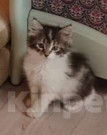 Кошки в Санкт-Петербурге: 🐾 Лучший Дом для Лёвушки! Мальчик, Бесплатно - фото 1