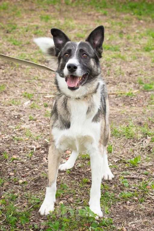 Собаки в Москве: 5 лет дома и сдали в приют Мальчик, Бесплатно - фото 4