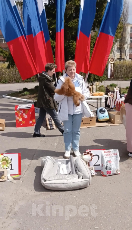 Собаки в Белгороде: Щенок той пуделя с документами РКФ от чемпионов. Девочка, 150 000 руб. - фото 3