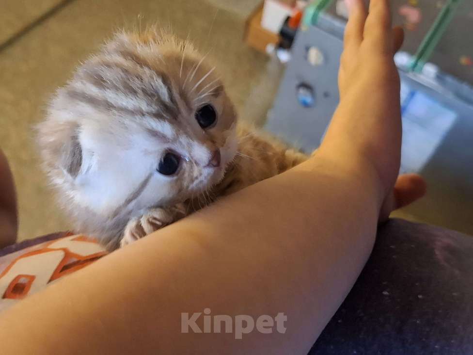 Кошки в Москве: Шотландские вислоухие котята Разнополые, 15 000 руб. - фото 4