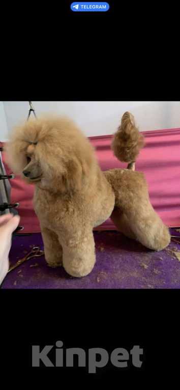 Собаки в Санкт-Петербурге: Миниатюрный пудель ВЕЛИКОЛЕПНЫЙ ПУДЕЛЬ ЭЛЛАЙ ДАР СУДЬБЫ ищет любимых хозяев. Мальчик, 100 000 руб. - фото 8