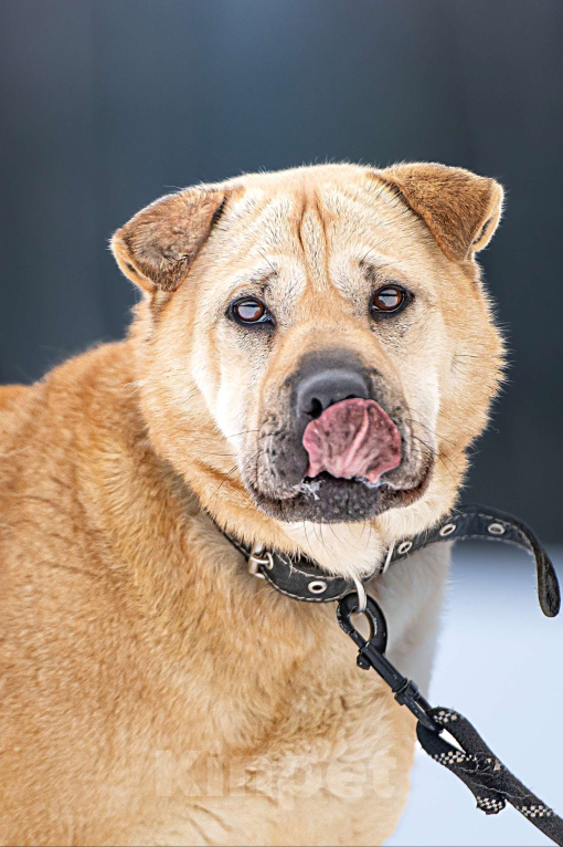 Собаки в Клине: Зоя — самостоятельная собачка с большим сердцем Девочка, Бесплатно - фото 7