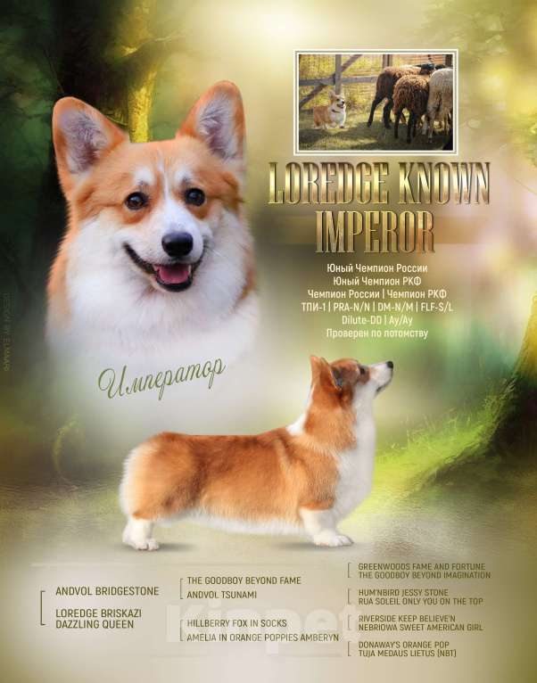 Собаки в Владивостоке: Император на Дальнем Востоке Мальчик, Бесплатно - фото 1