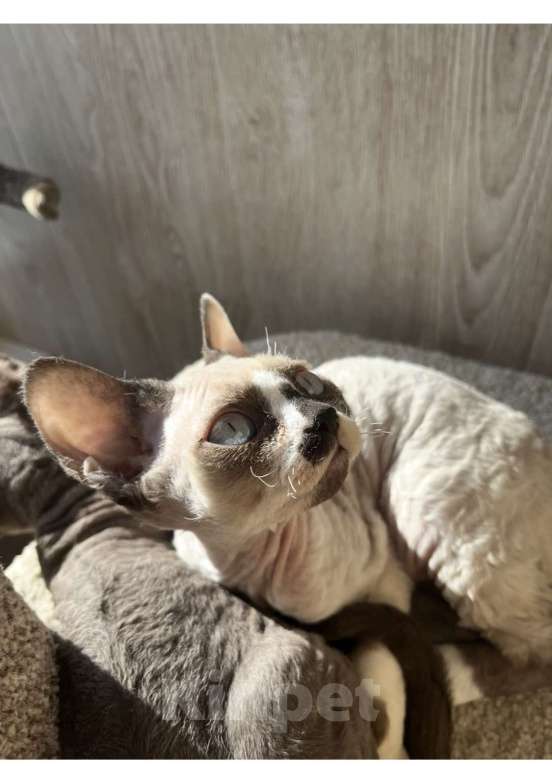 Кошки в Москве: Девон-рекс от чемпиона Разнополые, 80 000 руб. - фото 1