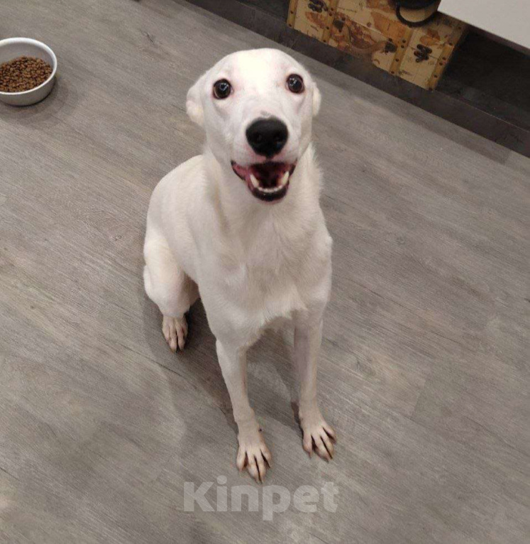 Собаки в Москве: Ласковый Арчи ищет дом Мальчик, Бесплатно - фото 9