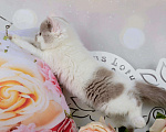 Кошки в Санкт-Петербурге: Британская кошечка лиловый арлекин Девочка, 40 000 руб. - фото 4