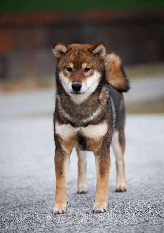 Собаки в Москве: Сиба ину очень крутой кобель Мальчик, 150 000 руб. - фото 2