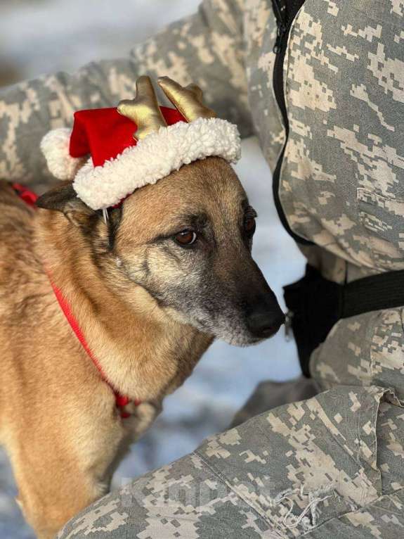Собаки в Москве: Бемби Девочка, Бесплатно - фото 2