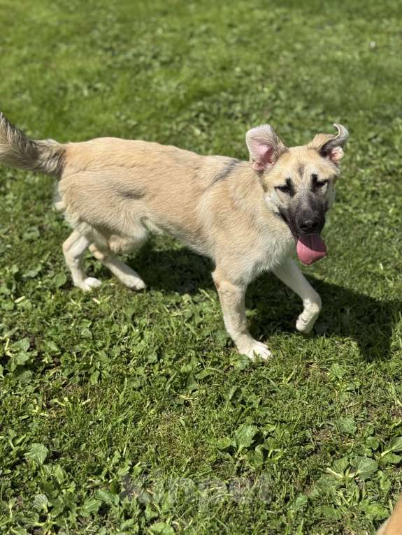 Собаки в Москве: Люсенька ожидает в приюте своих родителей Девочка, Бесплатно - фото 4