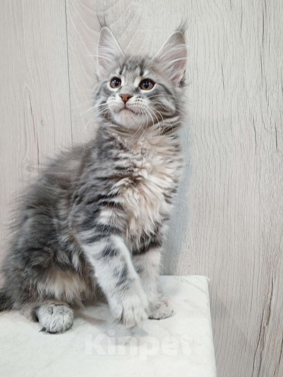 Кошки в Красноярске: Шикарная девочка Еврика Девочка, 40 000 руб. - фото 4