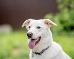 Собаки в Подольске: Собака Рикотта в добрые руки Девочка, Бесплатно - фото 2