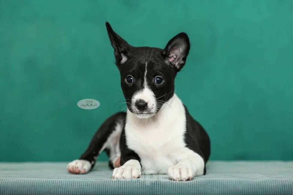 Собаки в Москве: Щенок басенджи 3 мес Мальчик, Бесплатно - фото 2