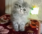 Кошки в Краснодаре: Персидские котята  Девочка, 3 000 руб. - фото 8