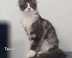 Кошки в Ейске: котята Мейн-Кун Мальчик, 35 000 руб. - фото 1