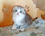 Кошки в Самаре: Котик скоттиш-фолд Мальчик, 30 000 руб. - фото 4